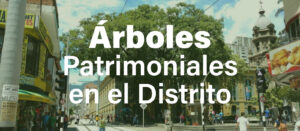 Árbol patrimonial en espacio urbano de Medellín protegido por su valor ambiental, histórico y paisajístico.