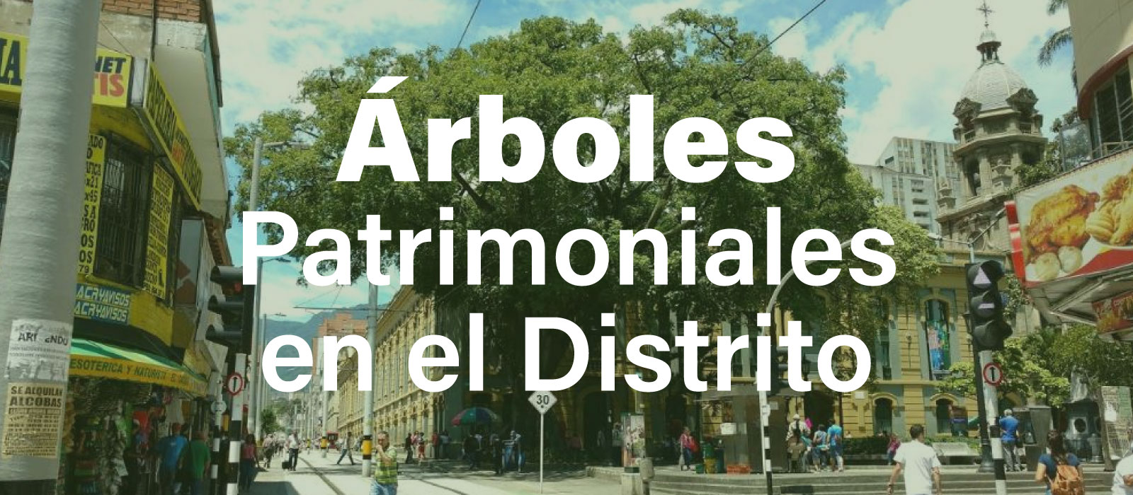 Árbol patrimonial en espacio urbano de Medellín protegido por su valor ambiental, histórico y paisajístico.