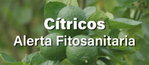 Inspección y monitoreo fitosanitario en árboles cítricos de Medellín para la prevención de plagas y enfermedades.