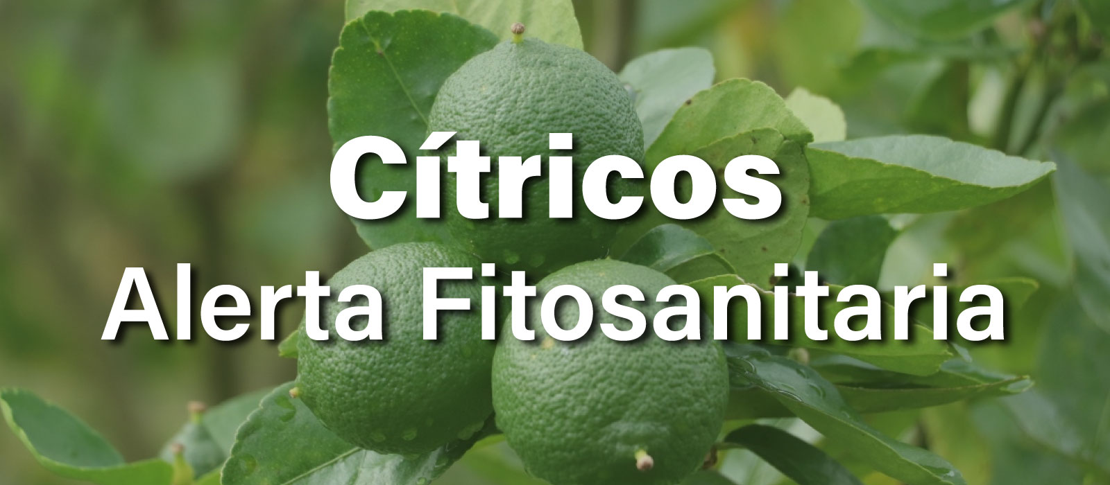 Inspección y monitoreo fitosanitario en árboles cítricos de Medellín para la prevención de plagas y enfermedades.