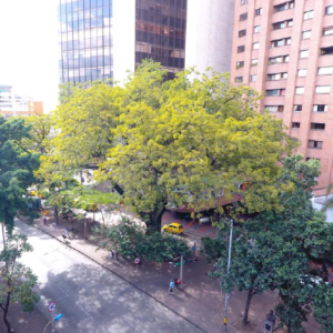 ceiba de 168 años es el árbol más longevo de la ciudad de medellín