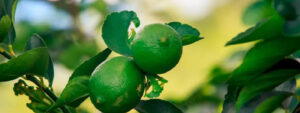 alerta fitosanitaria de citricos