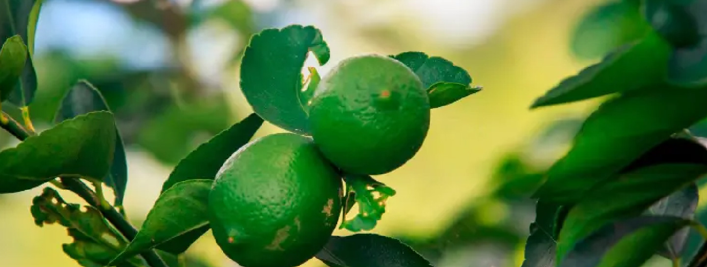 alerta fitosanitaria de citricos