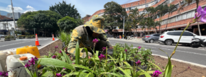 corredor-verde-avenida-nutibara-laureles-medellin